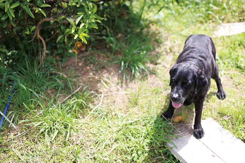 画像: 愛犬ネロが畑まで一緒に来てくれた