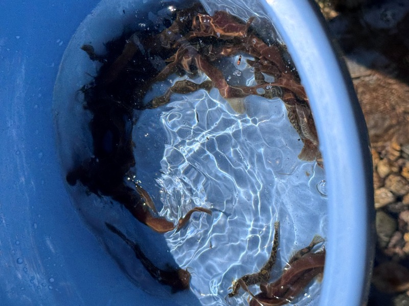画像4: 秘密の川と、幻の魚―私の夏休み―