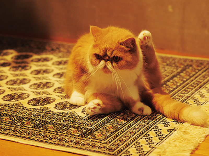 画像: 猫はいつも、家族の話題の中心。笑いといやしをもたらしてくれる
