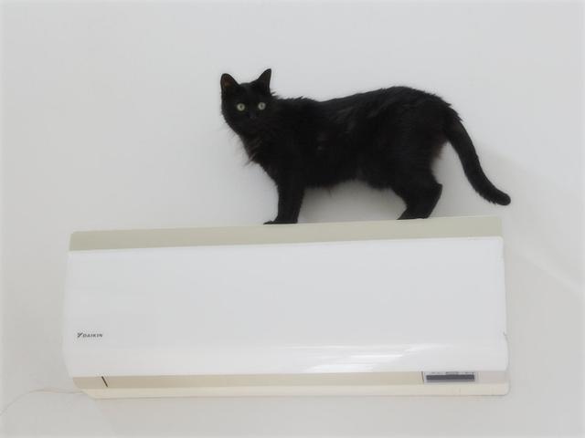 画像: 生きづらい世界で、猫が教えてくれたこと - 天然生活web