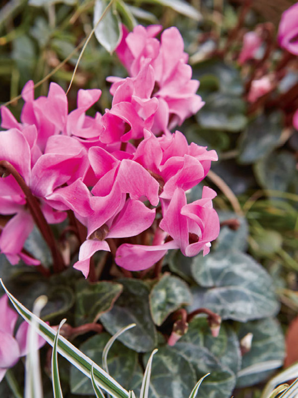 画像: 「かがり火花」の和名も ガーデンシクラメンの魅力