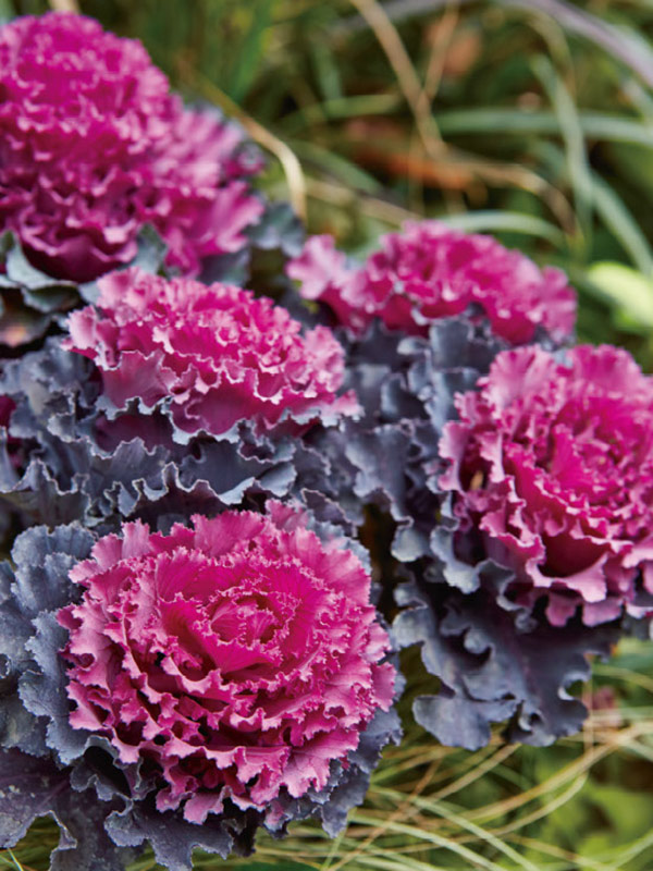 画像: 色合いも華やかなフリル種