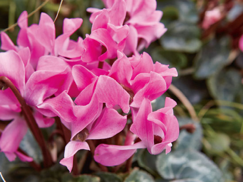 秋の寄せ植えにおすすめ「ガーデンシクラメン」の魅力と育て方のコツ。個性豊かな人気品種6つも紹介/黒田健太郎さん・和義さん(フローラ黒田園芸)