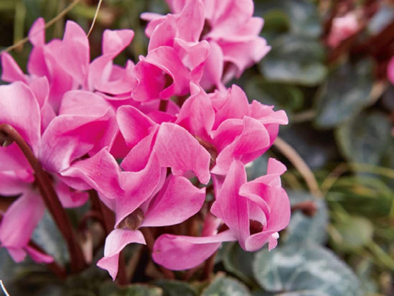 秋の寄せ植えにおすすめ「ガーデンシクラメン」の魅力と育て方のコツ