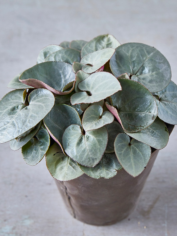 画像: 革のような質感がクールな「アフロディーテ」