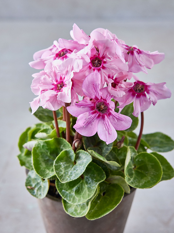 画像: 3.イリュージア ピンクラテ