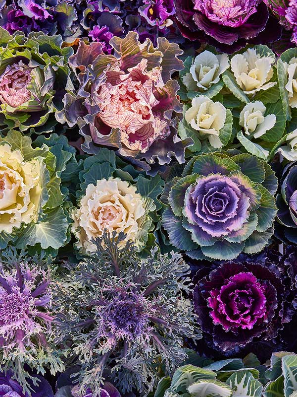 画像: 寒くなるにつれて色づく ハボタンの魅力