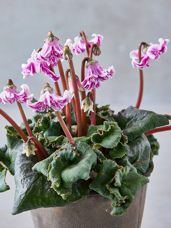 画像: 4.天使のはね