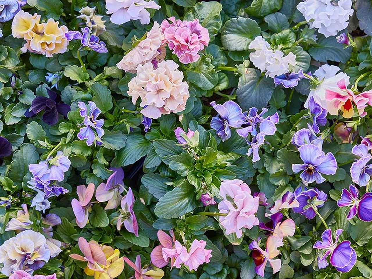 秋の寄せ植えにおすすめ「パンジー＆ビオラ」の魅力と育て方のコツ。苗 