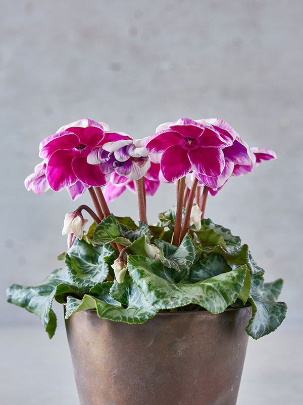 画像: 5.プリンセスドレス