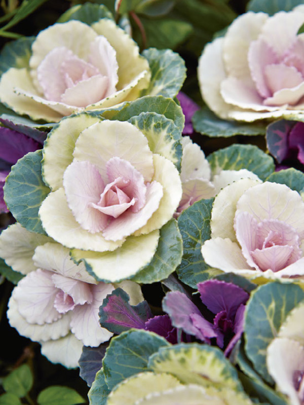 画像: 寄せ植えに使いやすい小型タイプ