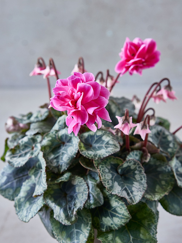 画像: 6.ローゼス