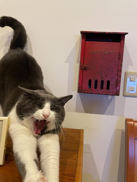 画像2: 小笠原から船でやってきた“島の保護猫”フウイとの東京暮らし「小笠原ネコプロジェクト」|天然ねこ生活/フウイ(5歳)& Nekoyukidarumaさん