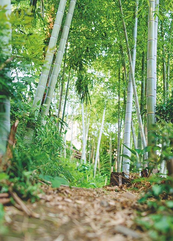 画像: 「さんわーく かぐや」の名の由来ともなった、敷地内の竹林。周辺の住宅街から別世界へ足を踏み入れたような景色だ