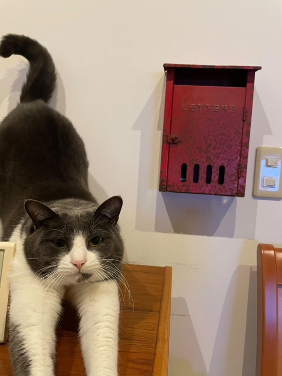 画像1: 小笠原から船でやってきた“島の保護猫”フウイとの東京暮らし「小笠原ネコプロジェクト」|天然ねこ生活/フウイ(5歳)& Nekoyukidarumaさん