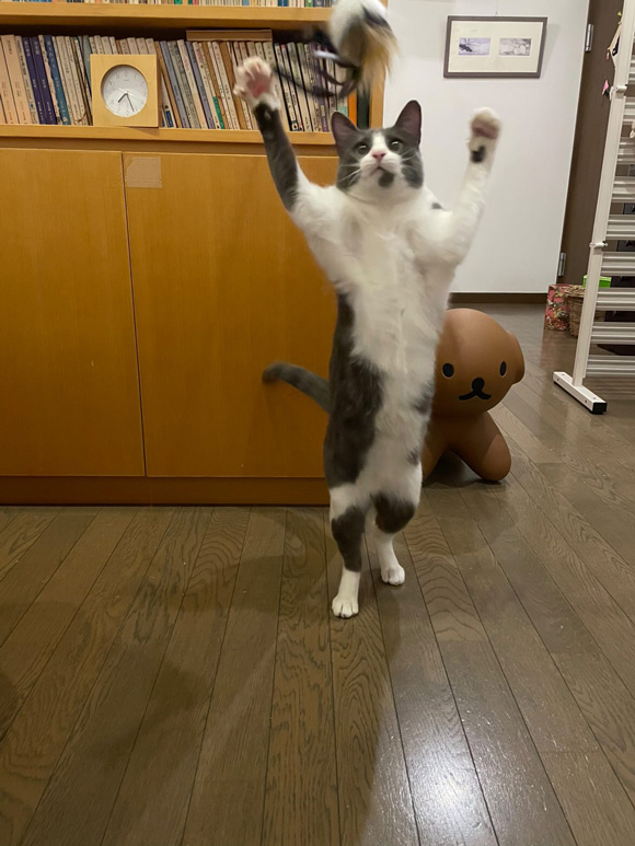 画像1: フウイの得意技とかわいいクセ