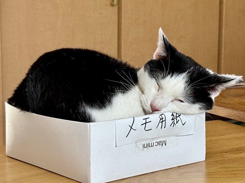 画像: 2ヶ月遅れてやって来た、実の母と兄弟猫