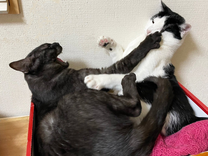 画像: ウタがノワに猫パンチ!