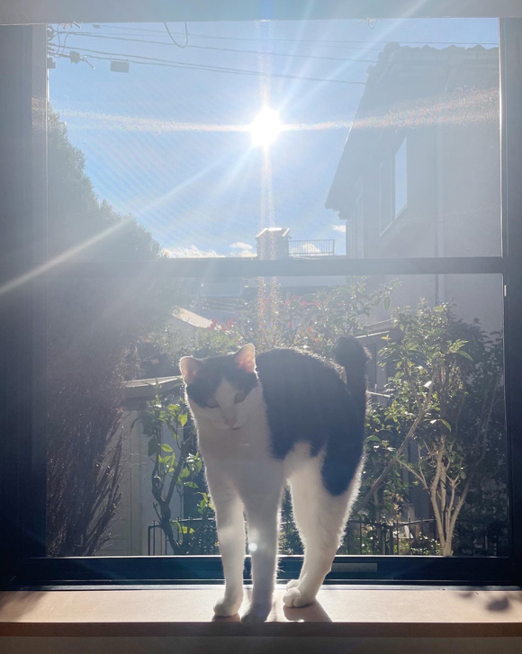 画像: 猫との関係に“正解”はないけれど