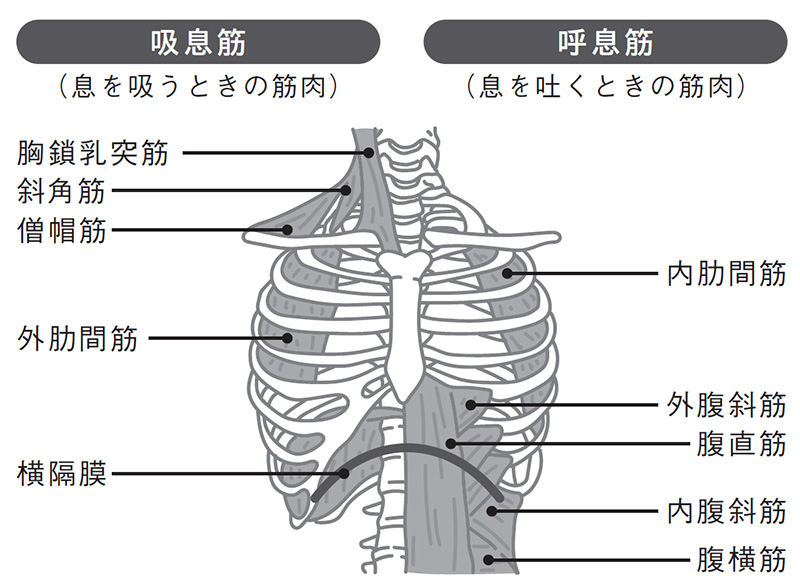 画像: 吸息筋と呼息筋