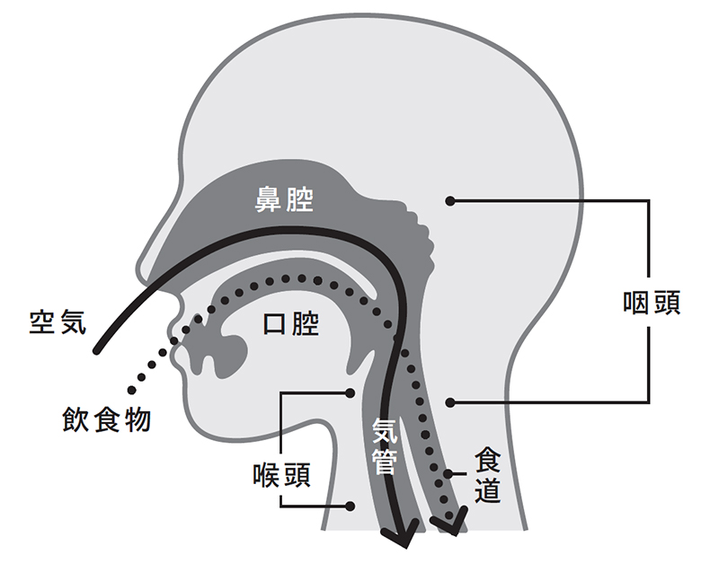 画像: 首の構成