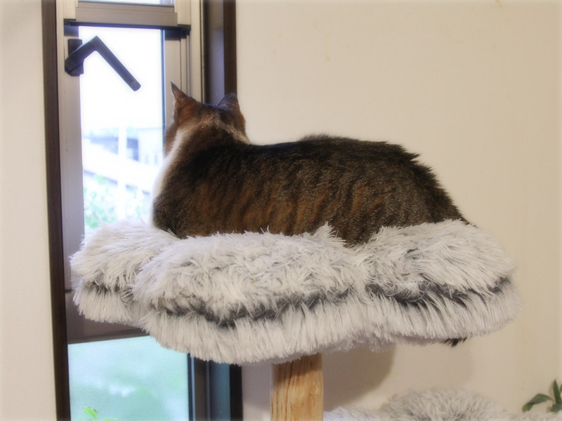 画像: 窓辺のキャットタワーで外に夢中な「でかお」