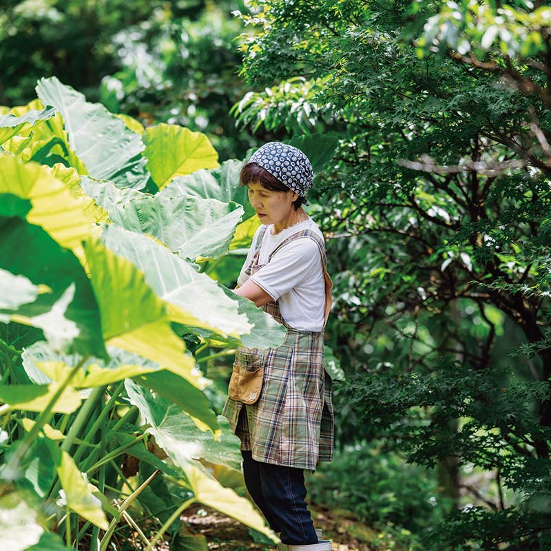 画像: 竹中充代さん。立派なはすいもの葉は、大皿のようにして使われるそう
