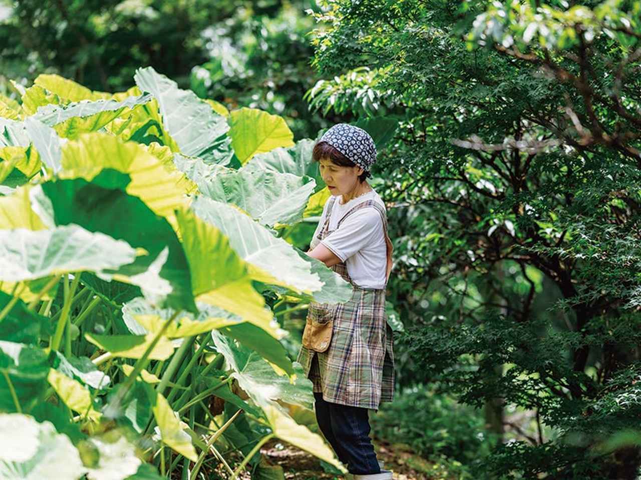 画像: ただの葉っぱで“年商2億円超え”徳島・上勝町「葉っぱビジネス」のあゆみ。お金よりうれしいのは、いきいき輝くおばあちゃんたち - 天然生活web