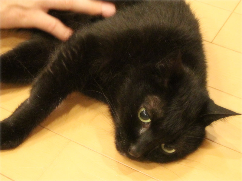 画像: 運動終わりのなでなで