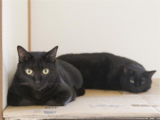 画像: 生きづらい世界で、猫が教えてくれたこと - 天然生活web