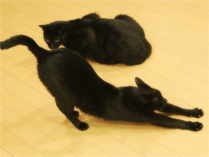 画像: あーうるさかったーと迷惑顔の猫たち