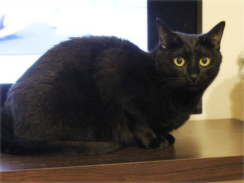 画像: テレビの画面より私を見て!の「サチ」