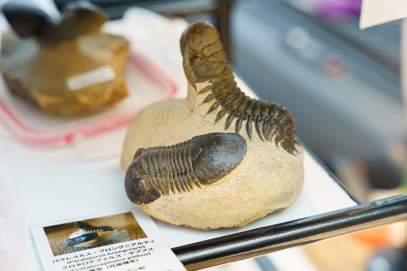 画像2: 美しき鉱物の世界|「東京国際ミネラル秋のフェア IMAGE2025」に行ってきました! 数々の石や読者の方との出会いに大興奮