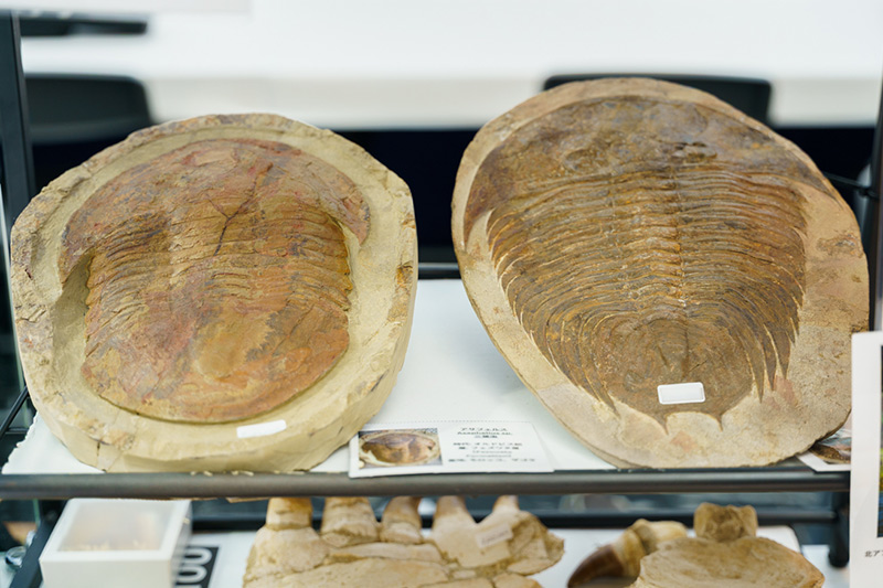 画像1: 美しき鉱物の世界|「東京国際ミネラル秋のフェア IMAGE2025」に行ってきました! 数々の石や読者の方との出会いに大興奮