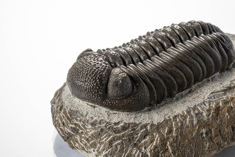 画像: 本物認定された川添の三葉虫。目がりベアされいてるそうですが、それがどこなのかまではわかりませんでした(撮影/山川修一)