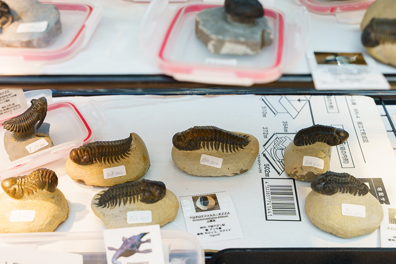 画像: とげとげまできれいにクリーニングされているものは、非常に高価です