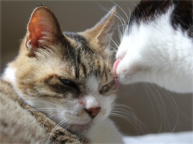 画像: 生きづらい世界で、猫が教えてくれたこと - 天然生活web