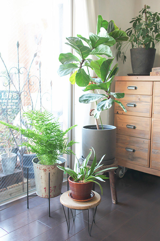 画像: 同じインテリアでも、グリーンと植木鉢で印象が大きく変わります