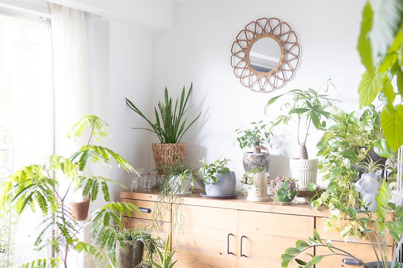 画像: 鉢を選ぶ時間は、自分を整える時間。自分にぴったりの"みどりの相棒"を見つけてみませんか