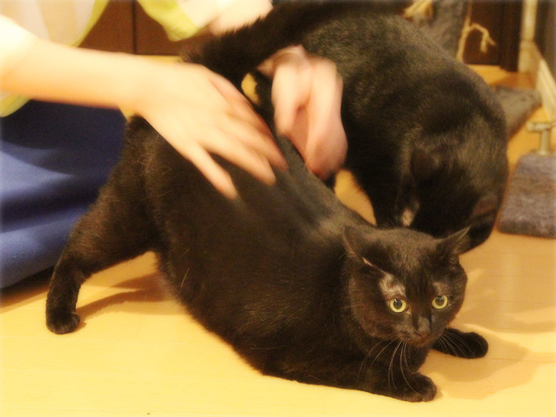 画像: おしりを上げて、「なでて!」の「ヨナ」