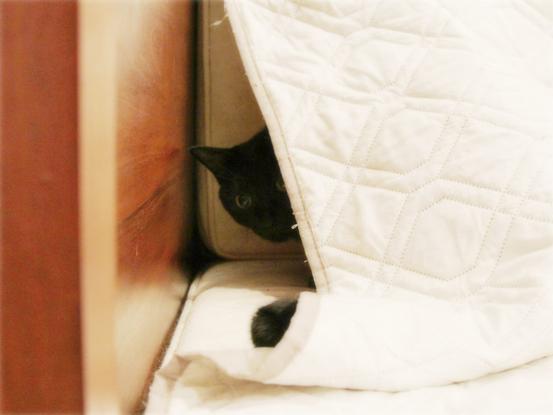画像: ソファカバーで暖をとる(中にはもう1匹)