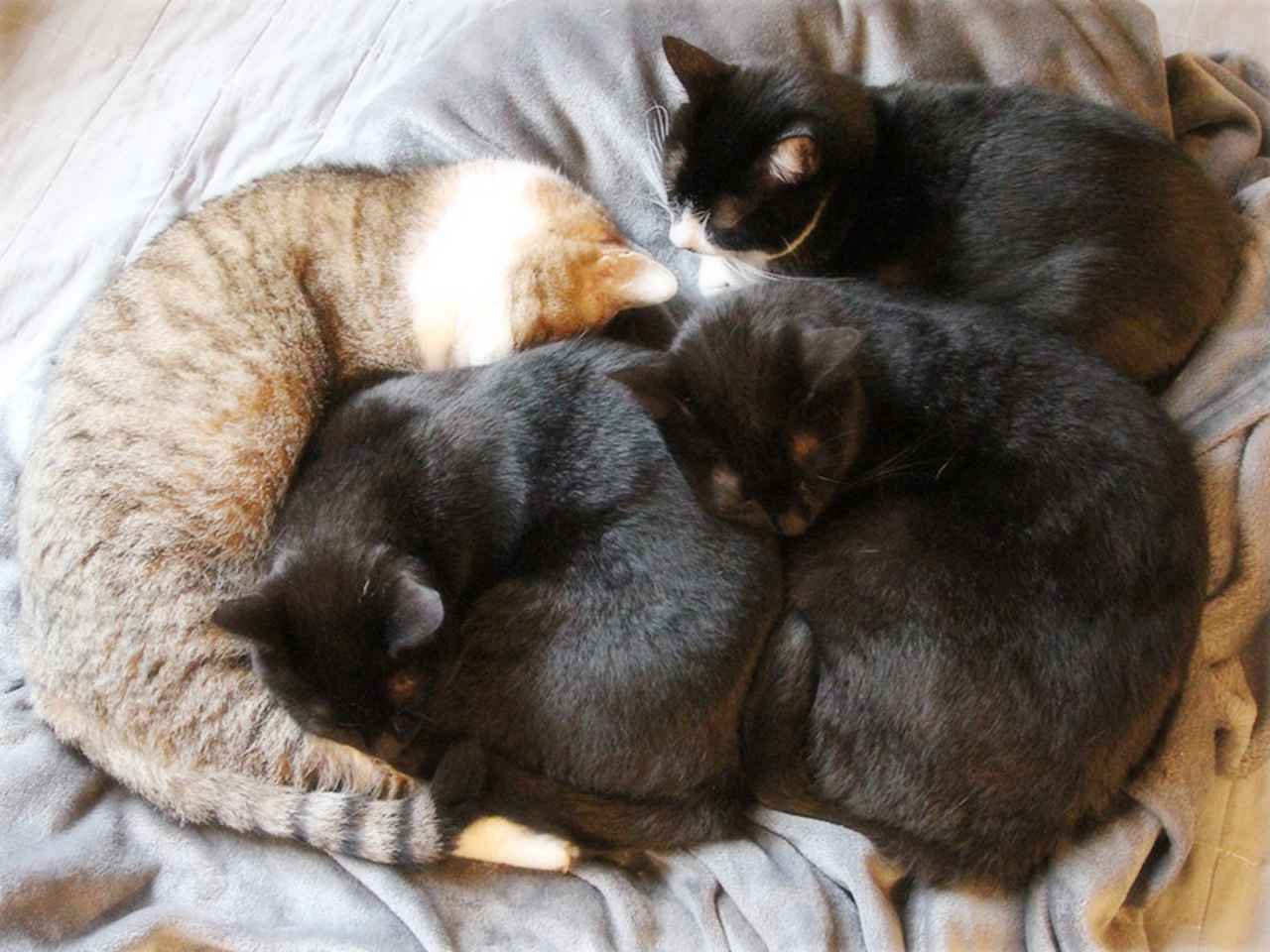 画像: 毛布に集まる猫たち。毛布最高
