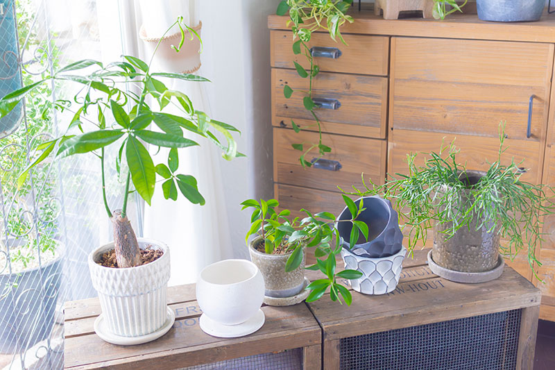 画像: 同じ焼きものでも、かたちや色合いでこんなにも表情豊か。それぞれの個性が、植物の魅力を自然に引き出します