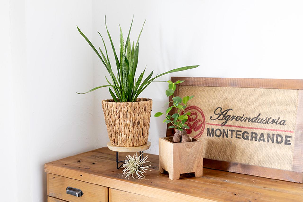 画像: 自然のままの色と手ざわりの木製鉢カバー。時間とともに深まる色合いが、暮らしになじみます