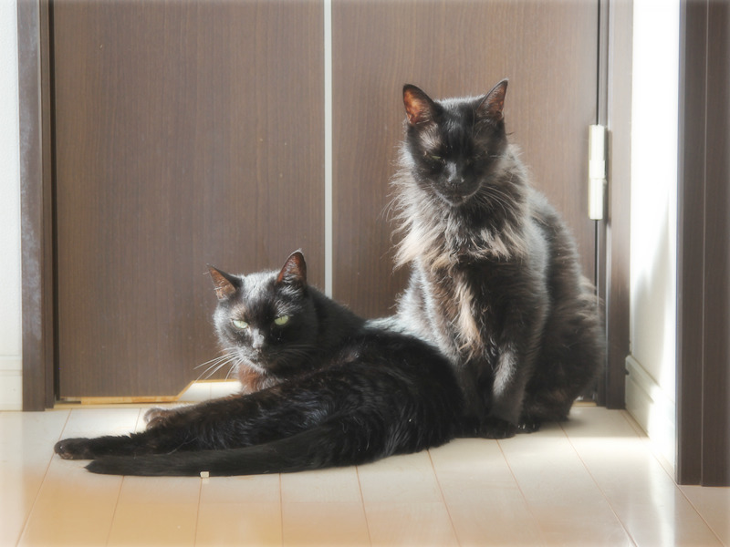 画像: こちらは「陽だまり好き」のチーム