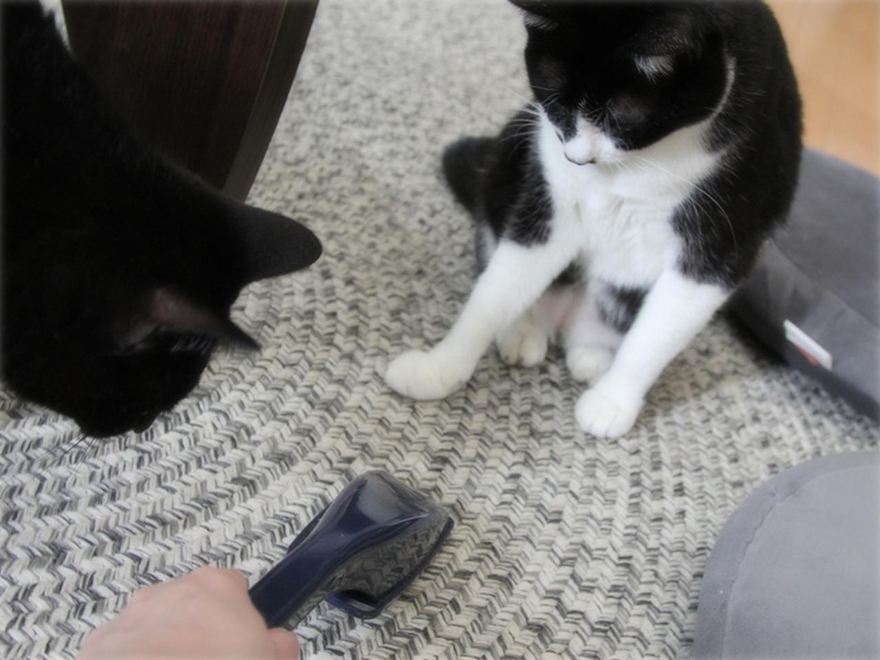 画像: ごっそり毛が取れる大ぶりのエチケットブラシ、100円