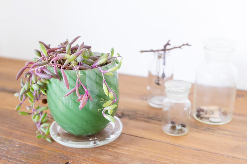 画像: 最近は底穴付きも登場し、実用性が高まったガラス鉢。光を透かす透明感が、空間に清潔で涼やかな印象を添えます