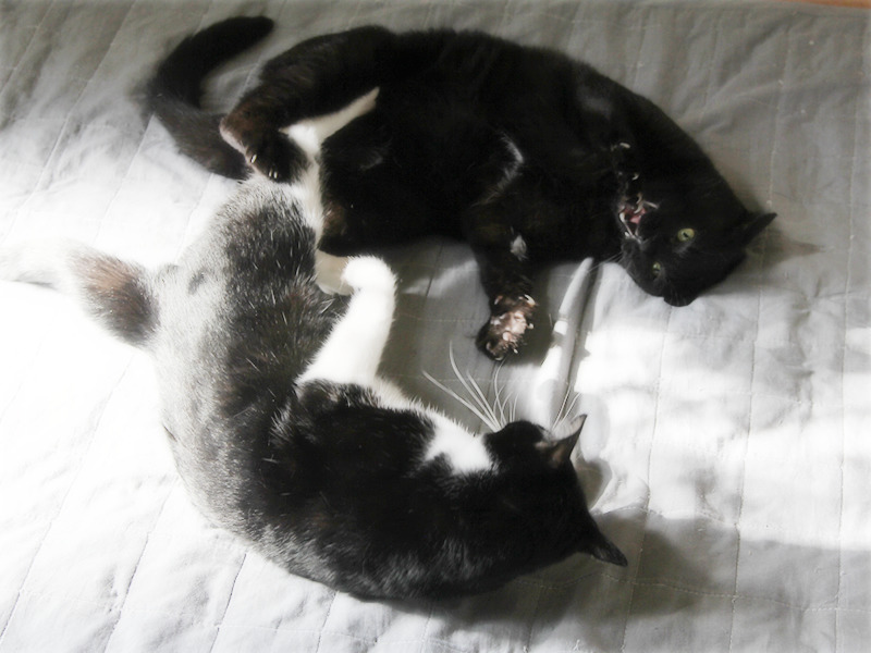 画像: ベッドでプロレス。毛だらけです……