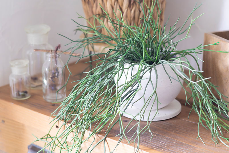 画像: 白い植木鉢が、グリーンの瑞々しさをやさしく引き立てる。素朴で明るい雰囲気をつくる定番の組み合わせです