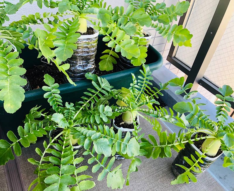 画像1: 大根の種植えを忘れて「再現レシピ」に熱中。また味わいたい“実りのよろこび”